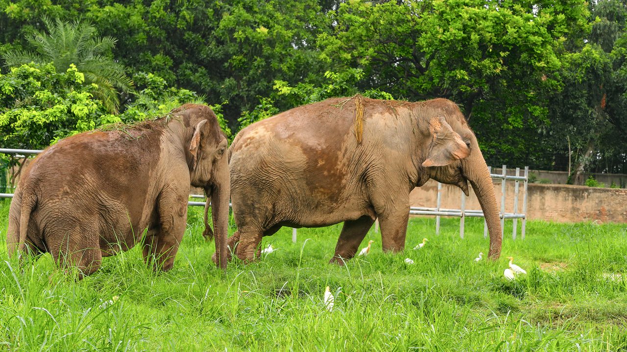Chattbir Zoo