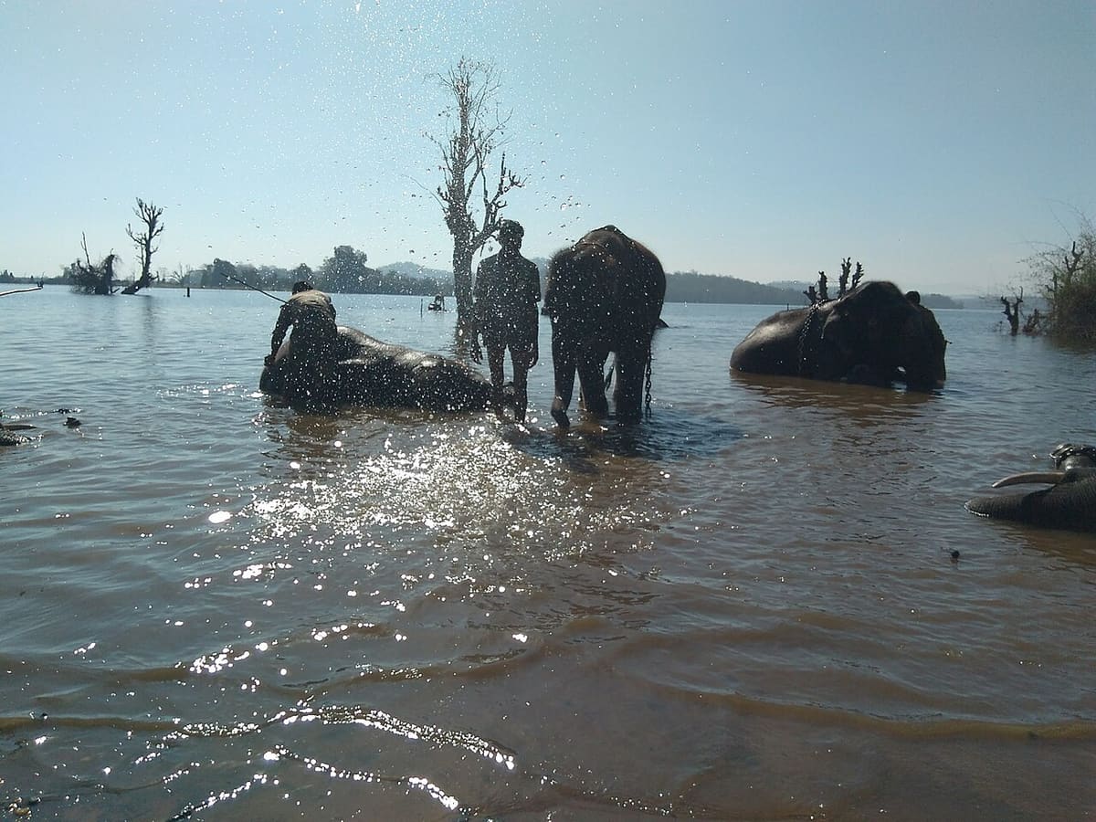 Sakrebayalu Elephant Camp