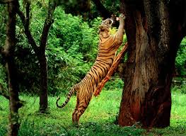 Wayanad Wildlife Sanctuary
